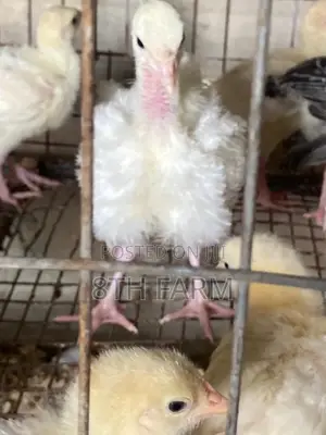 Foreign BBW/BBB Day Old Turkey (Poults)