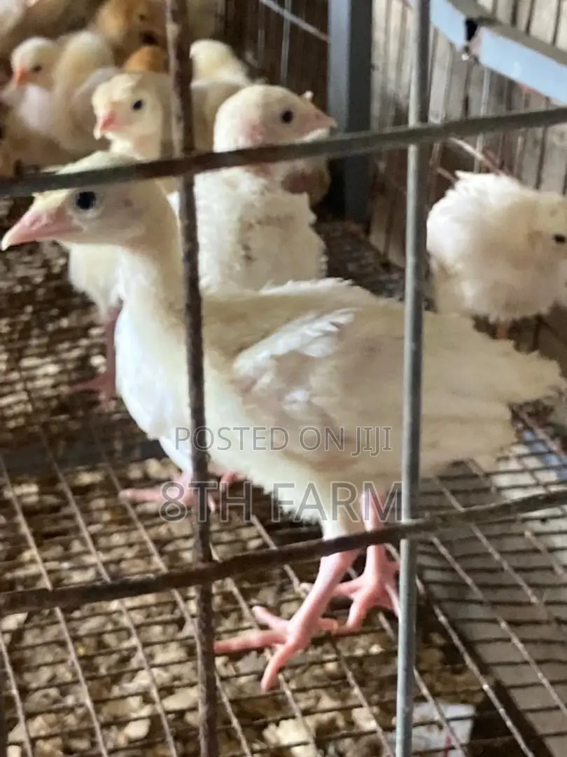 Foreign BBW/BBB Day Old Turkey (Poults)