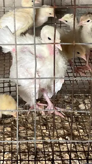 Foreign BBW/BBB Day Old Turkey (Poults)