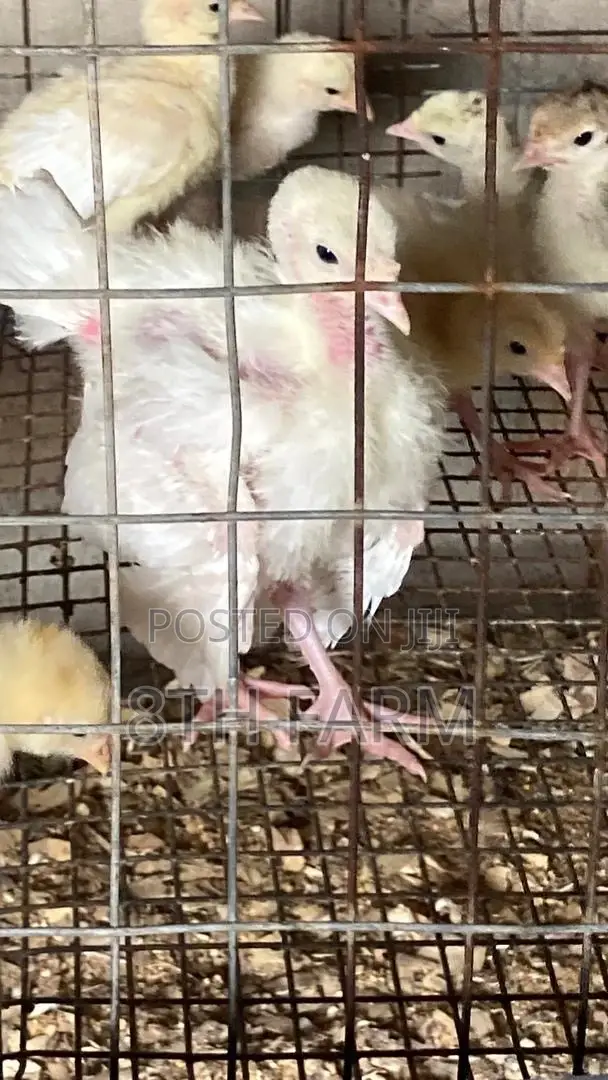 Foreign BBW/BBB Day Old Turkey (Poults)