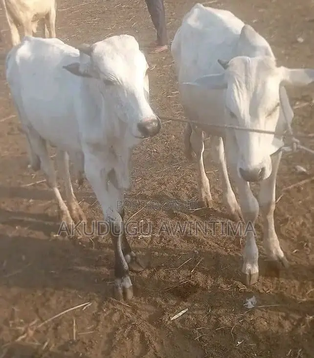 Young White Rhaji In Karaga Farm Animals Akudugu Awintima Jiji gh young-white-rhaji-in-karaga-farm-animals-akudugu-awintima-jiji-gh