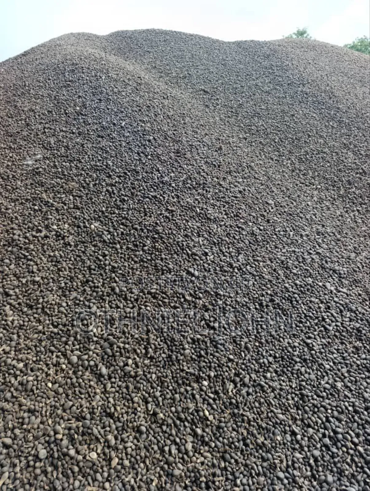 Palm Kernel Nut for Sale in Bulk Only