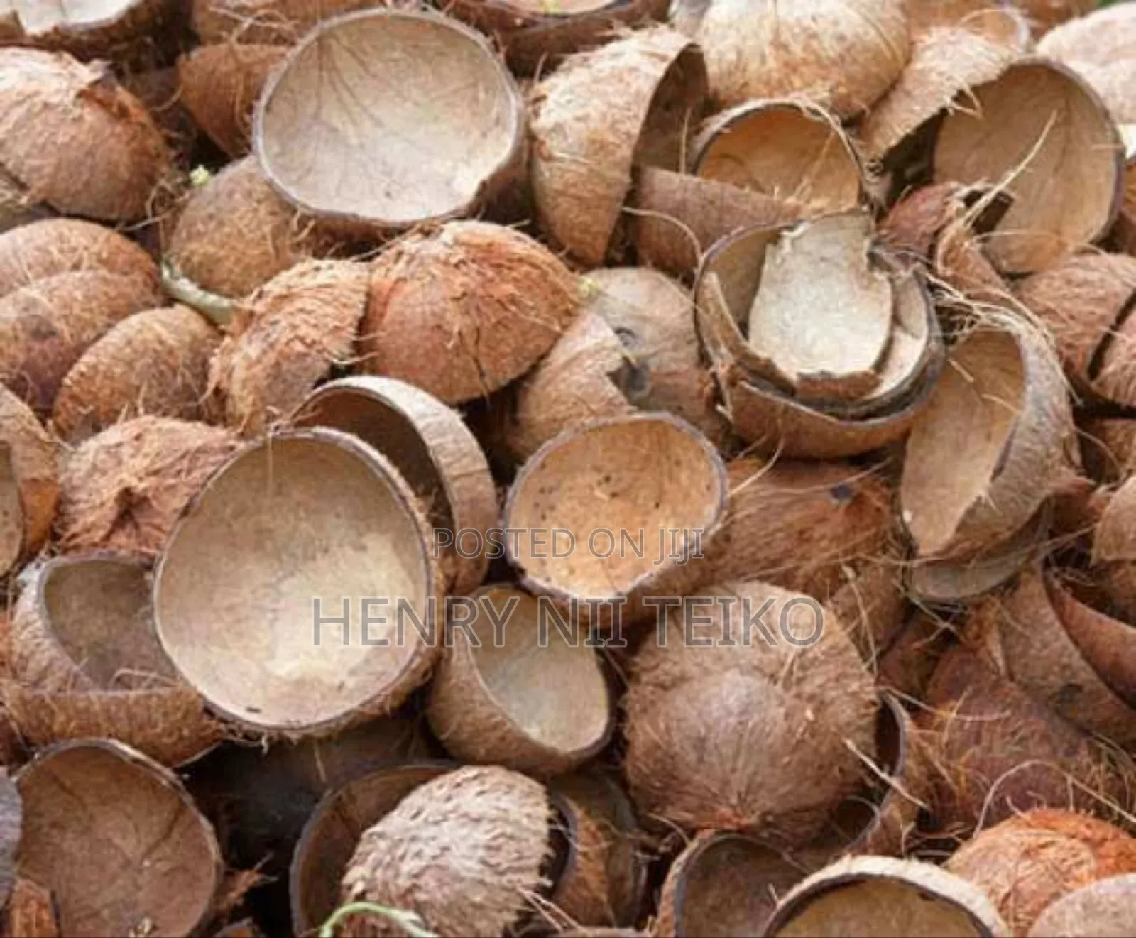 Raw, Uncarbonized Coconut Shells For Sale In Bulk