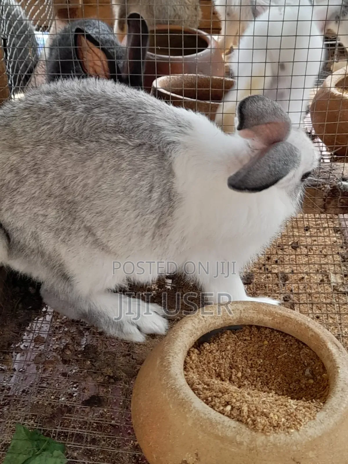 Best Rabbits