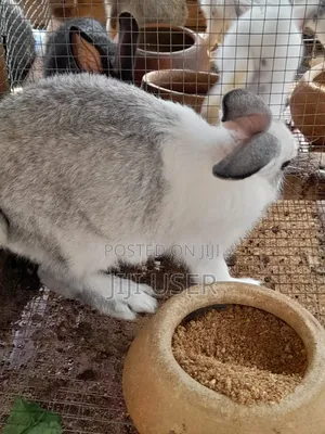 Best Rabbits