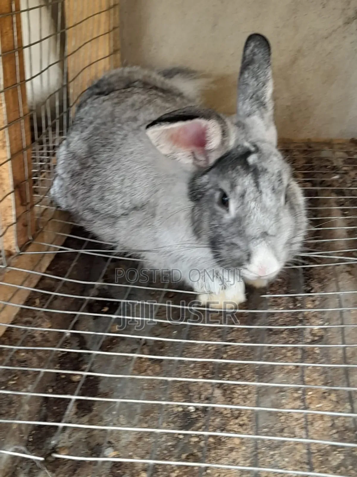 Best Rabbits