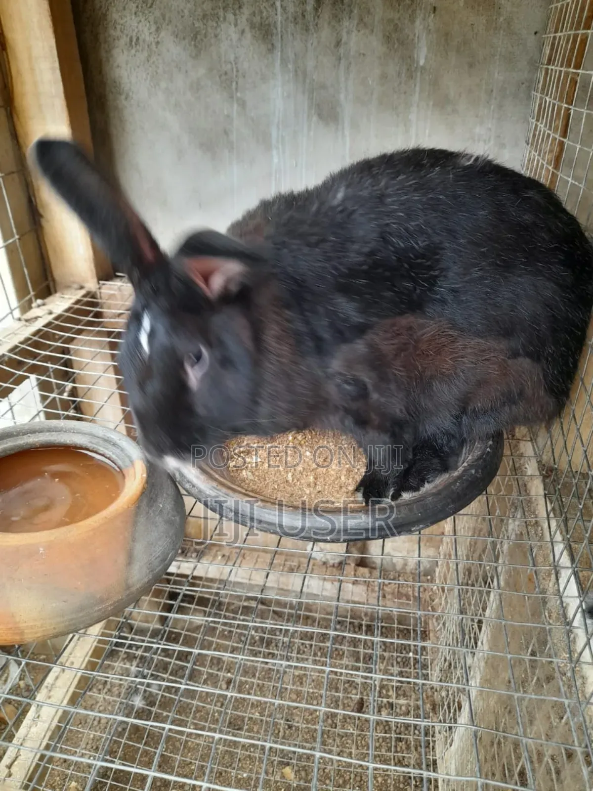 Best Rabbits