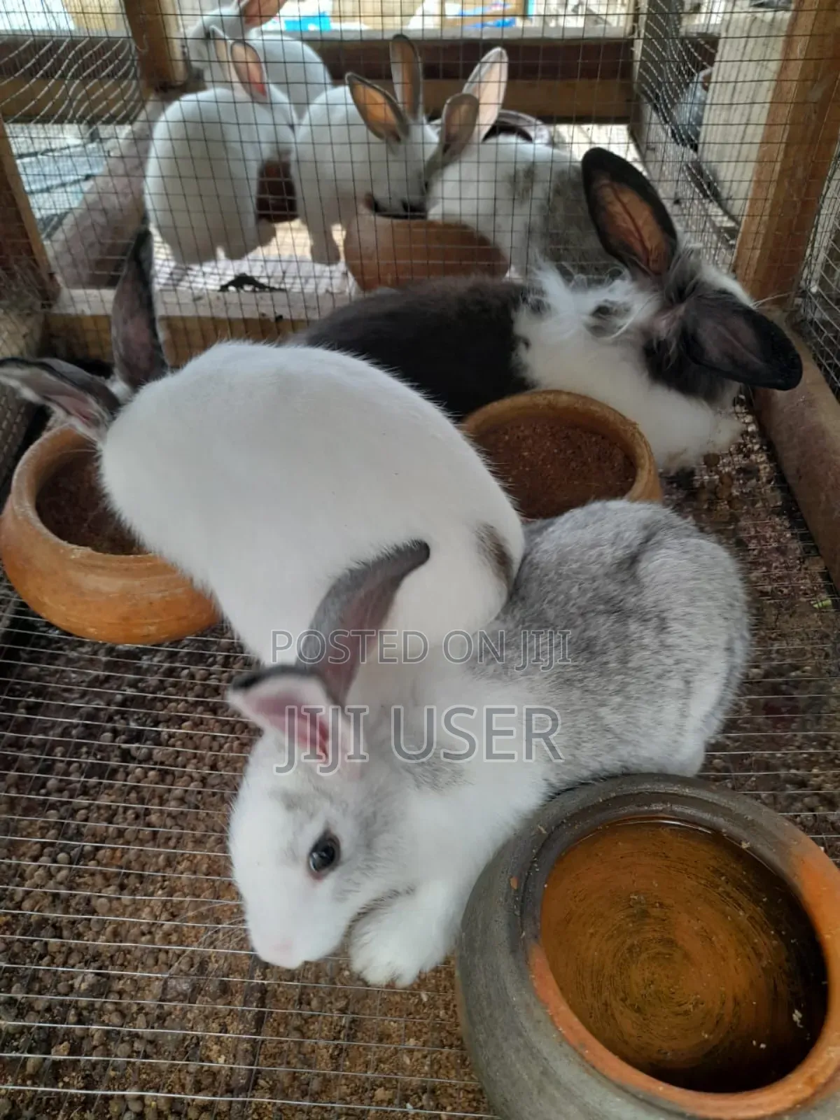 Best Rabbits