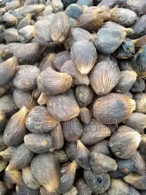 Palm Kernel Nut for Sale in Bulk Only