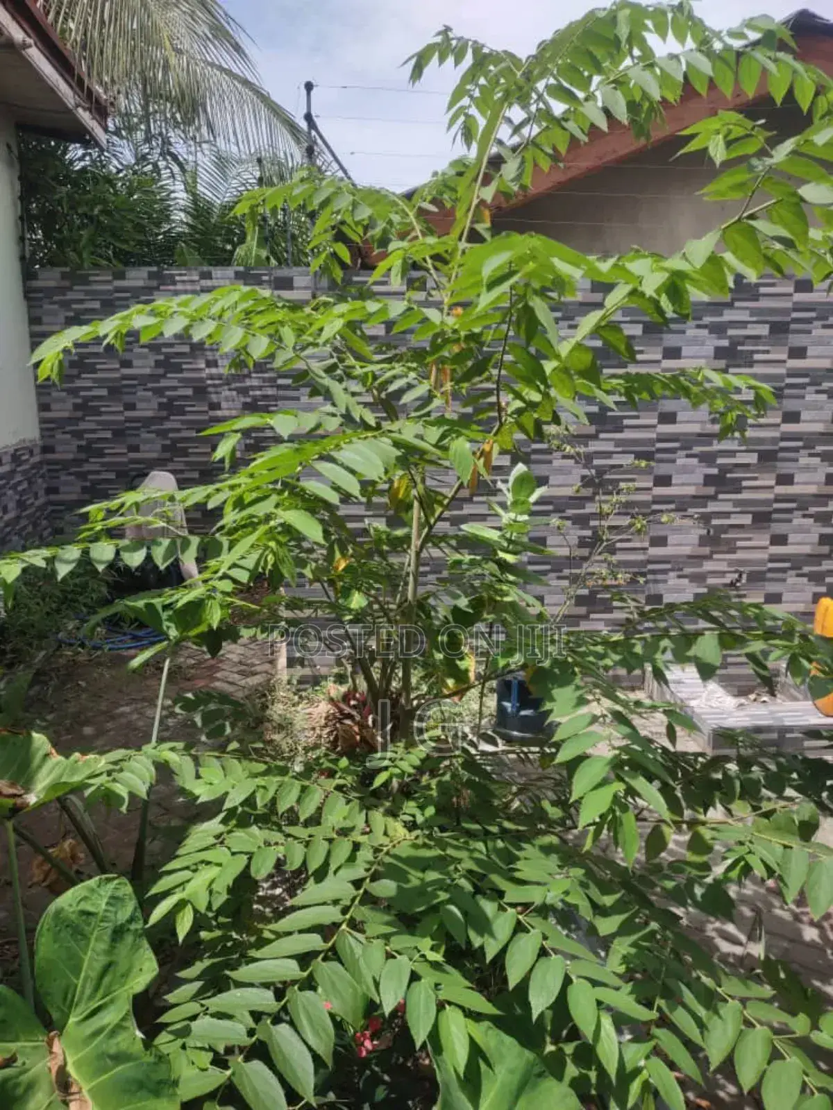 Strawberry Tree/Jamaican Cherry (Muntingia Calabura