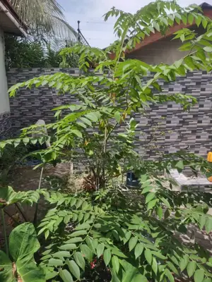 Strawberry Tree/Jamaican Cherry (Muntingia Calabura