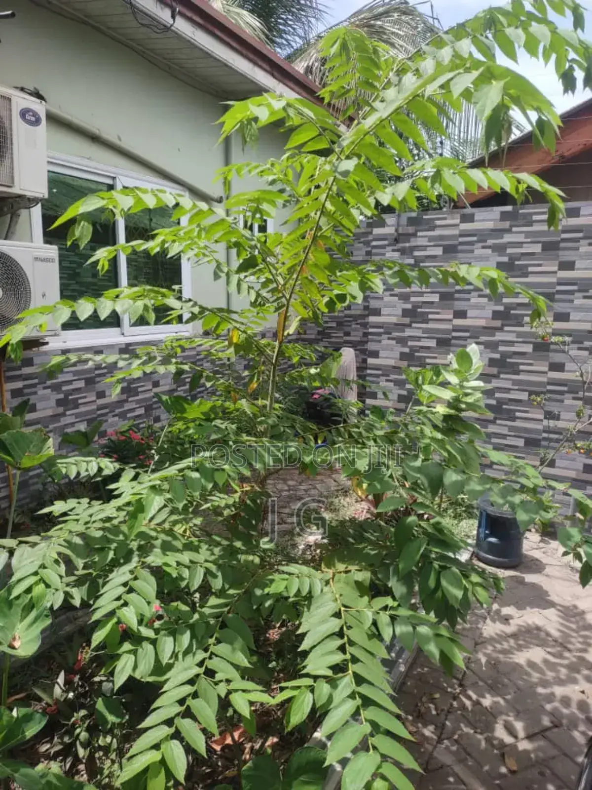 Strawberry Tree/Jamaican Cherry (Muntingia Calabura