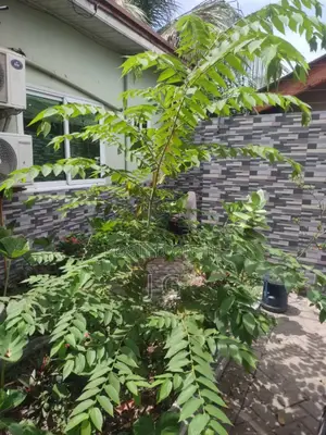 Strawberry Tree/Jamaican Cherry (Muntingia Calabura