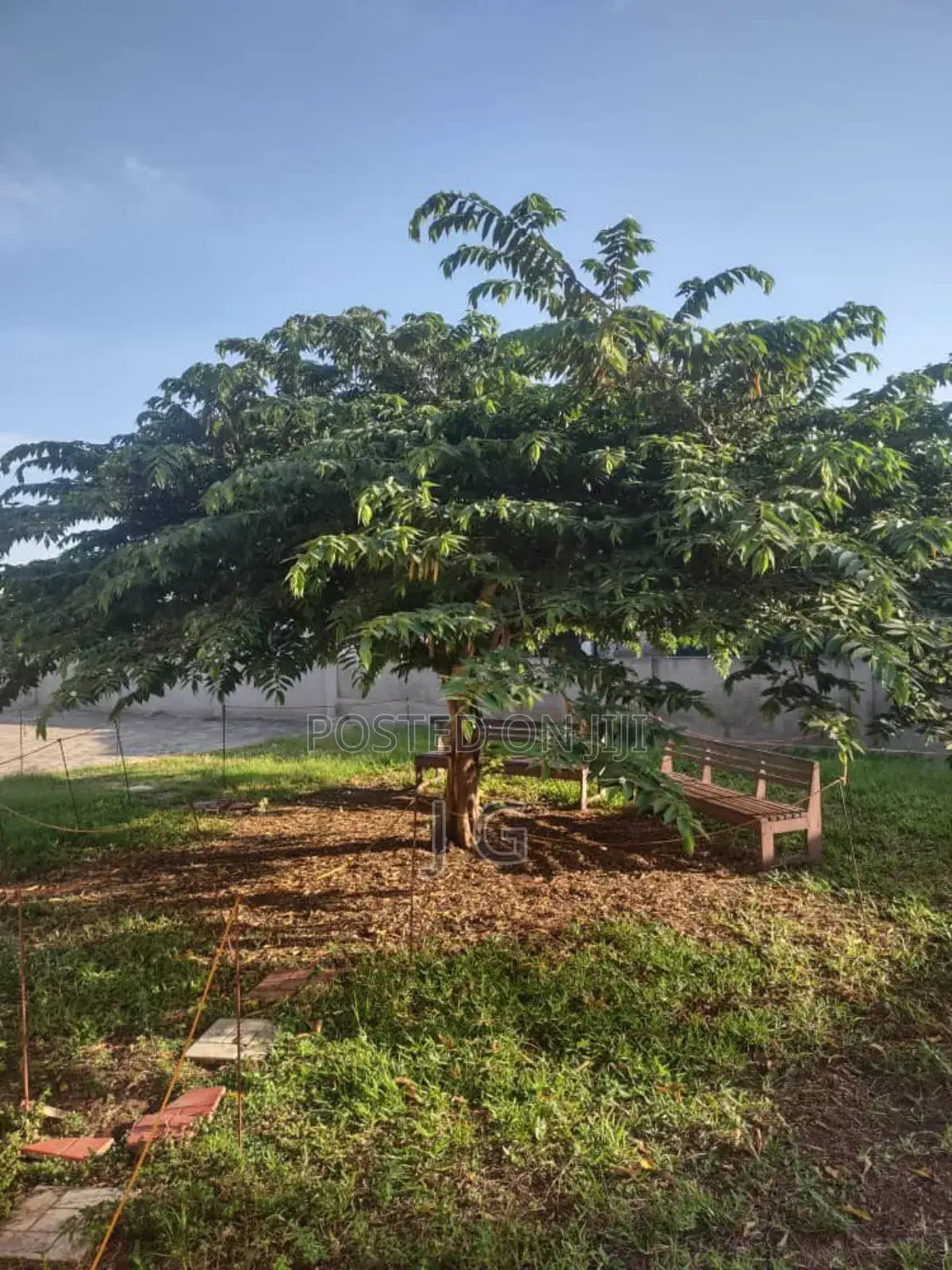 Strawberry Tree/Jamaican Cherry (Muntingia Calabura