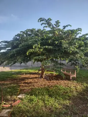 Strawberry Tree/Jamaican Cherry (Muntingia Calabura