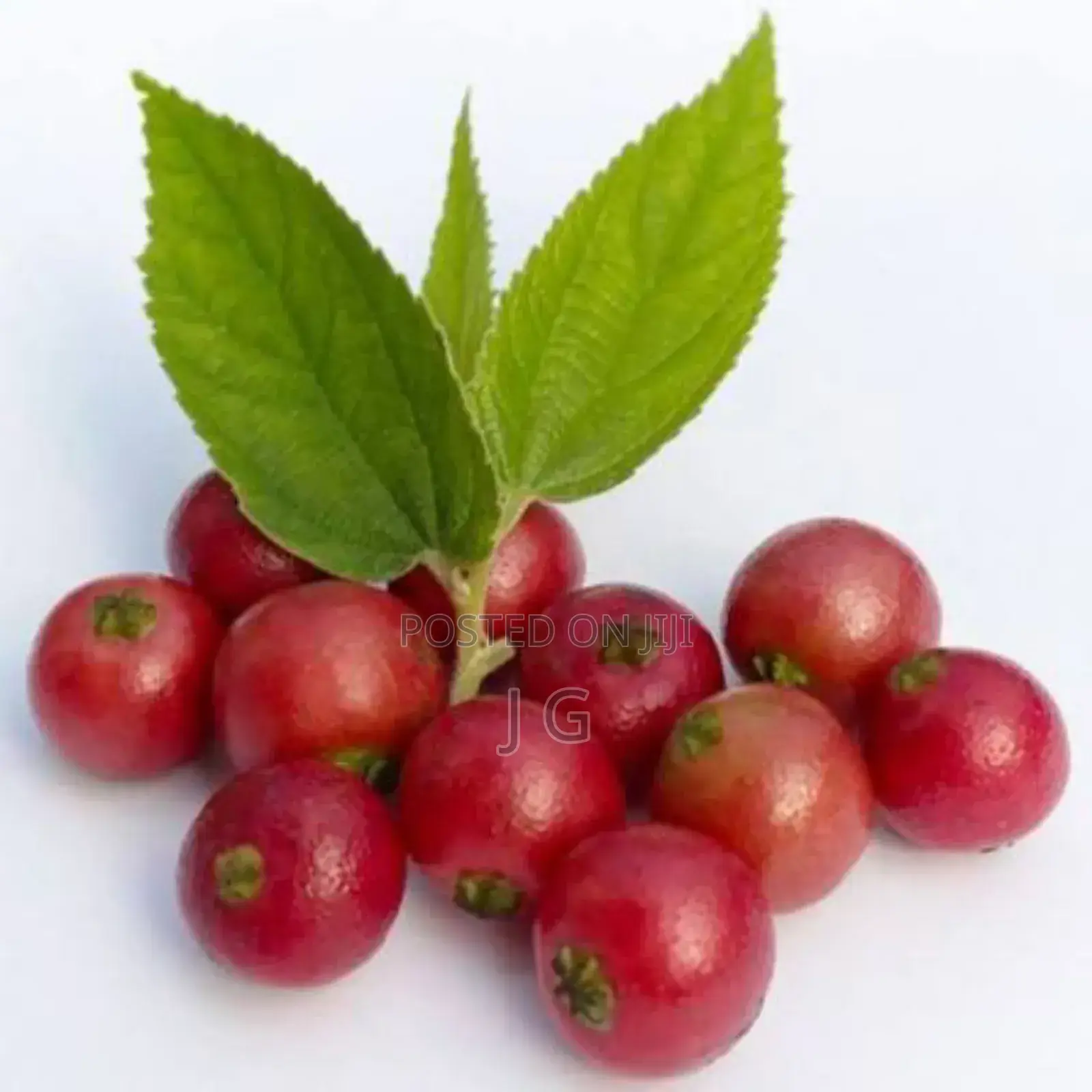 Strawberry Tree/Jamaican Cherry (Muntingia Calabura
