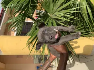 0-1 month Female Purebred American Bully