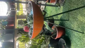 Cactus Dish Set for Sale