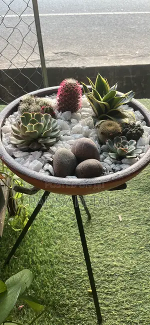 Cactus Dish Set for Sale