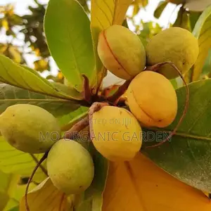 Indian Almond Plant Seedling