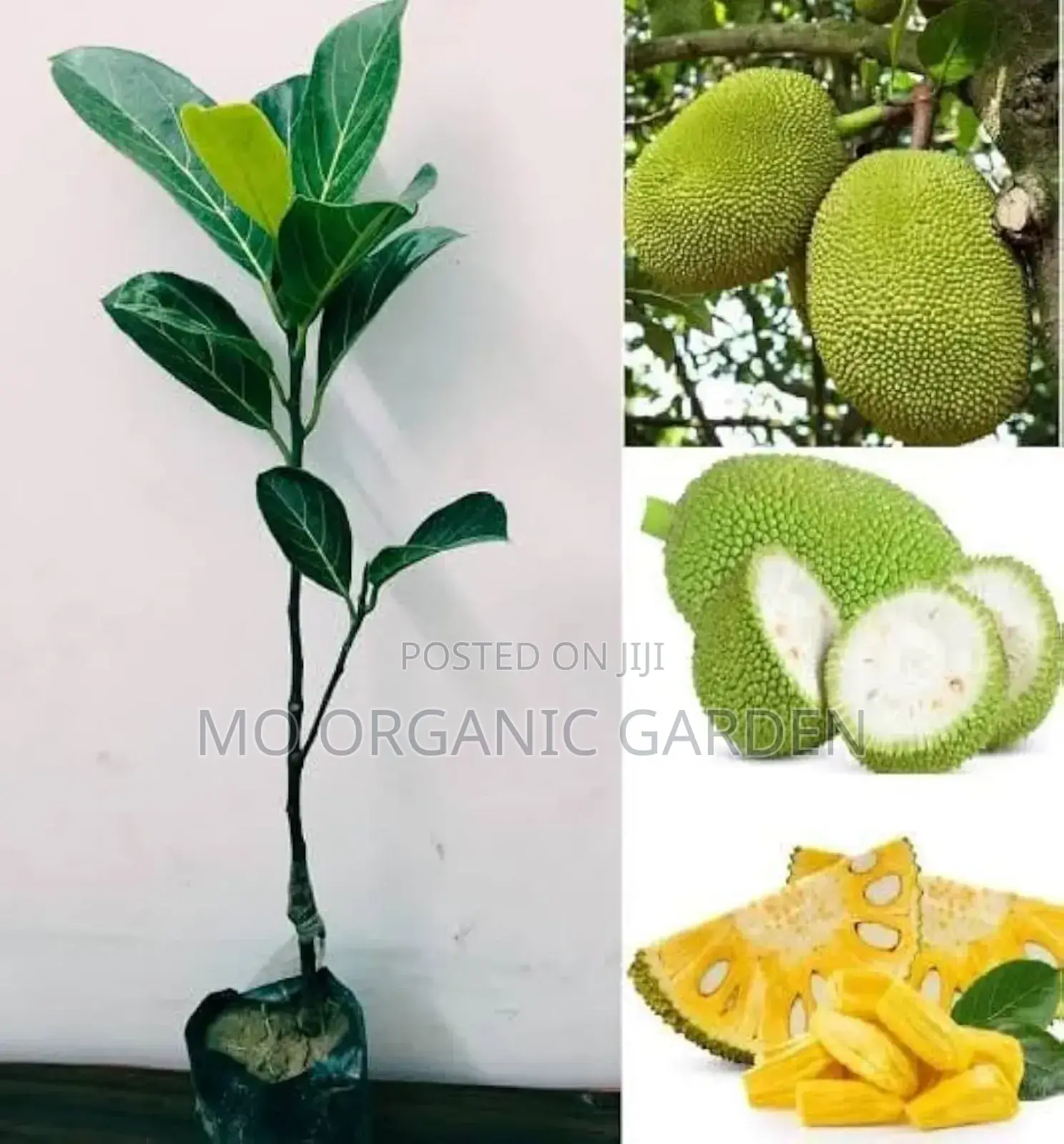 Thai Jackfruit Plant Seedling