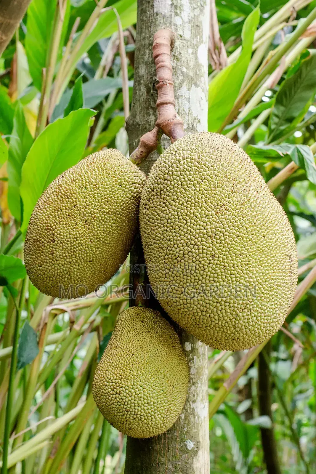 Thai Jackfruit Plant Seedling