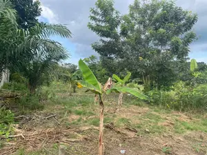 Volta Region, (Peki) _ 2 Plots Building Land