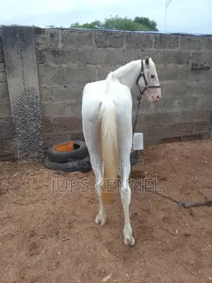 Horse (Pure Camarillo Breed)