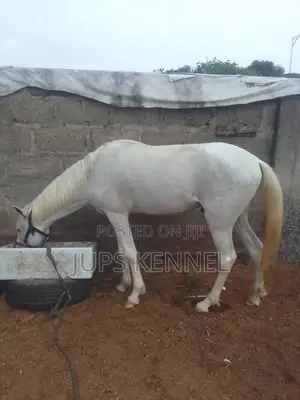 Horse (Pure Camarillo Breed)