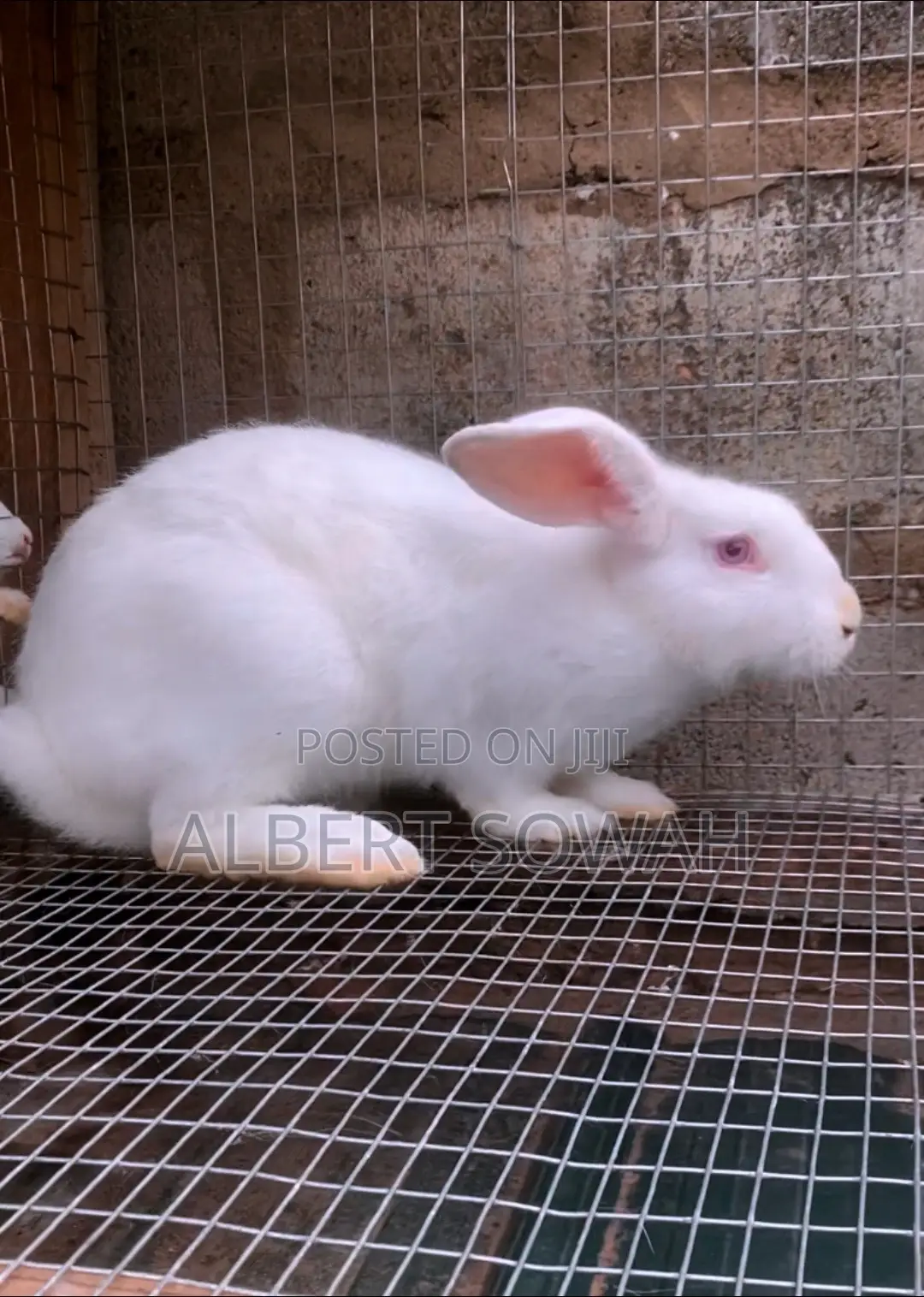 Exotic Pure Breed Rabbits in Oyarifa - Farm Animals, Albert Sowah ...
