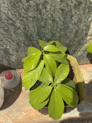 Avocado Tree Seedling (Ready for Transplanting)