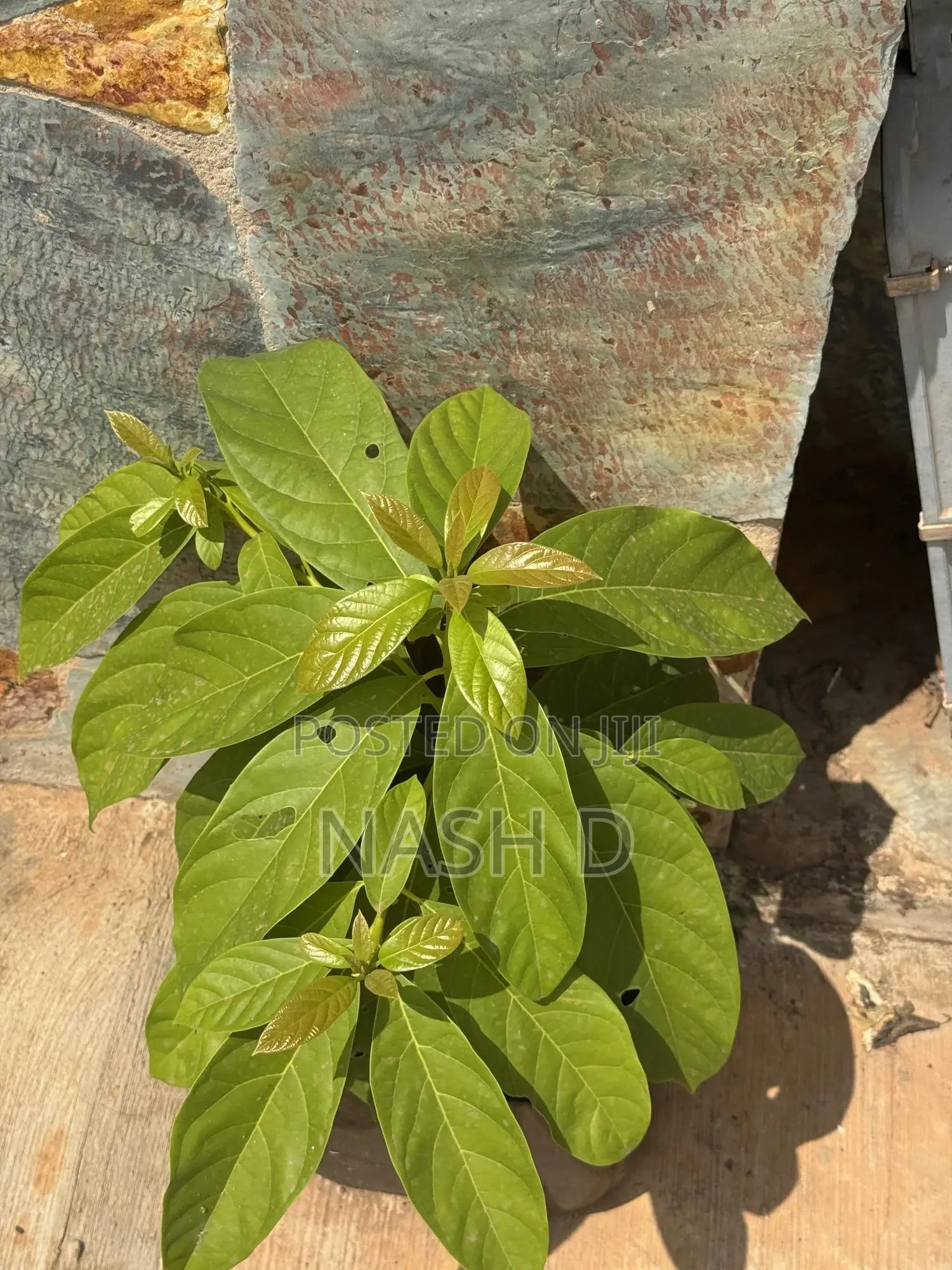 Avocado Tree Seedling (Ready for Transplanting)