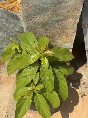 Avocado Tree Seedling (Ready for Transplanting)
