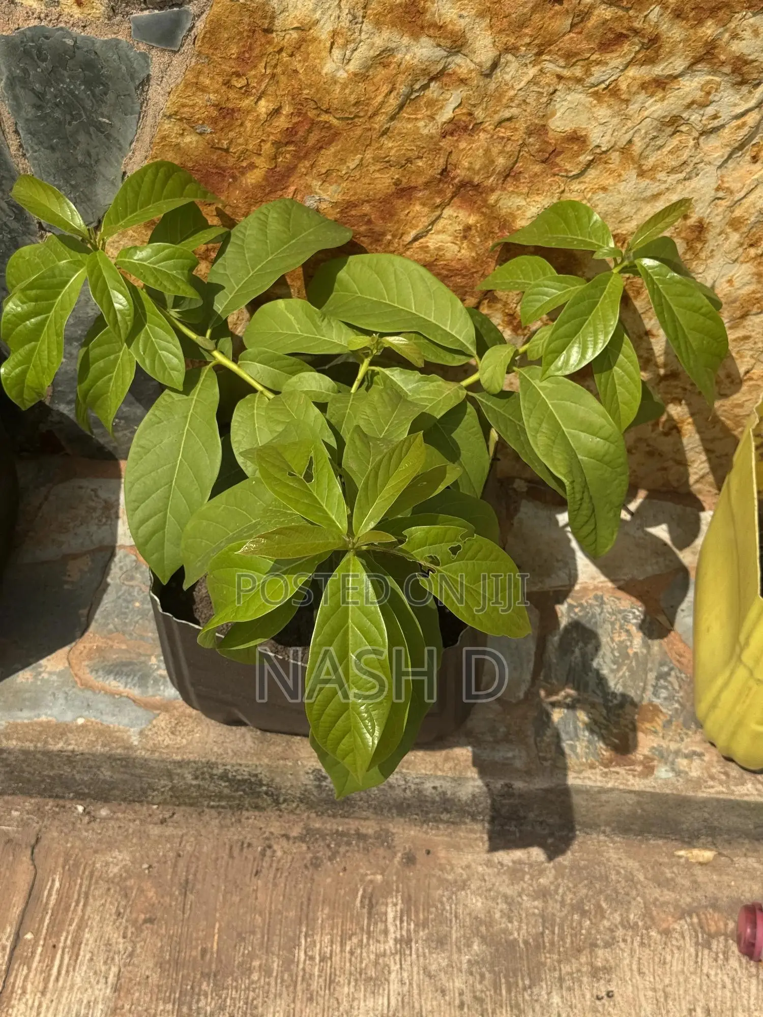 Avocado Tree Seedling (Ready for Transplanting)