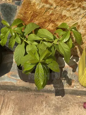Avocado Tree Seedling (Ready for Transplanting)