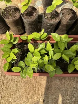 Soursop Seedlings Ready for Transplanting