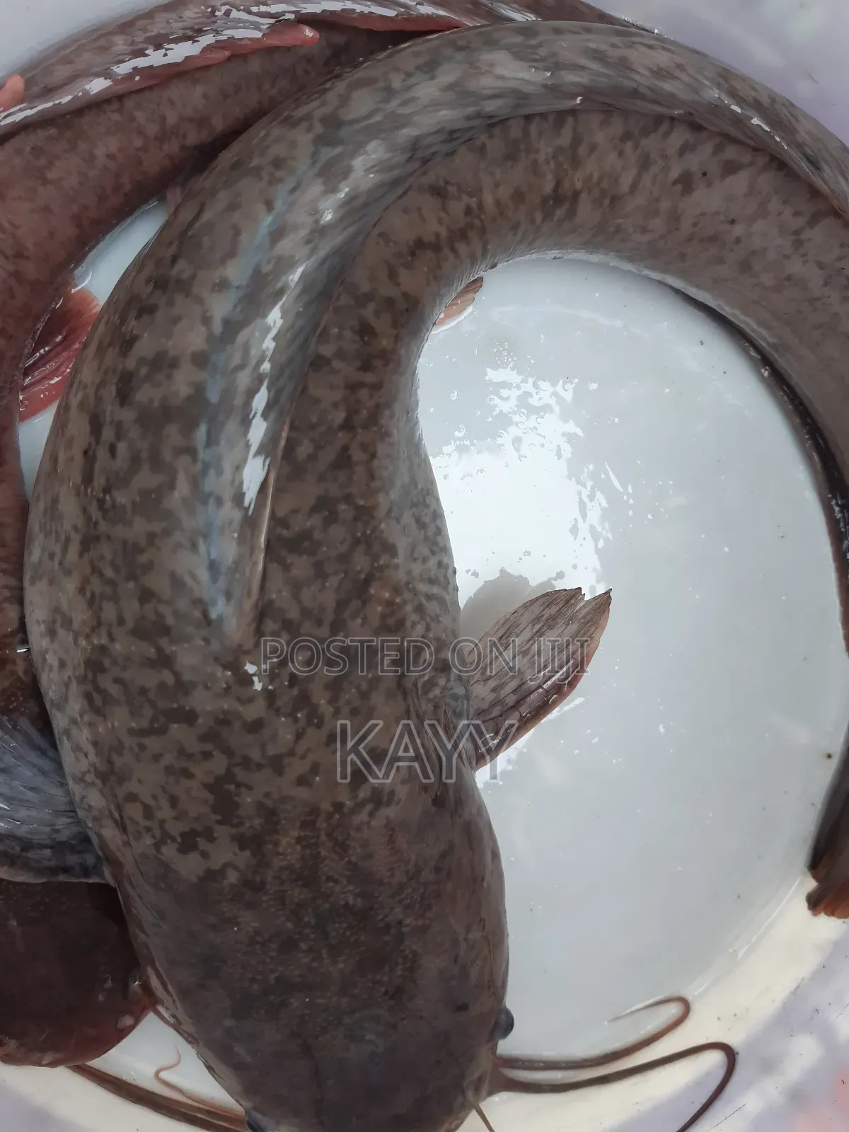 Fresh/Smoked Catfish