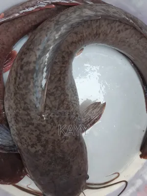 Fresh/Smoked Catfish