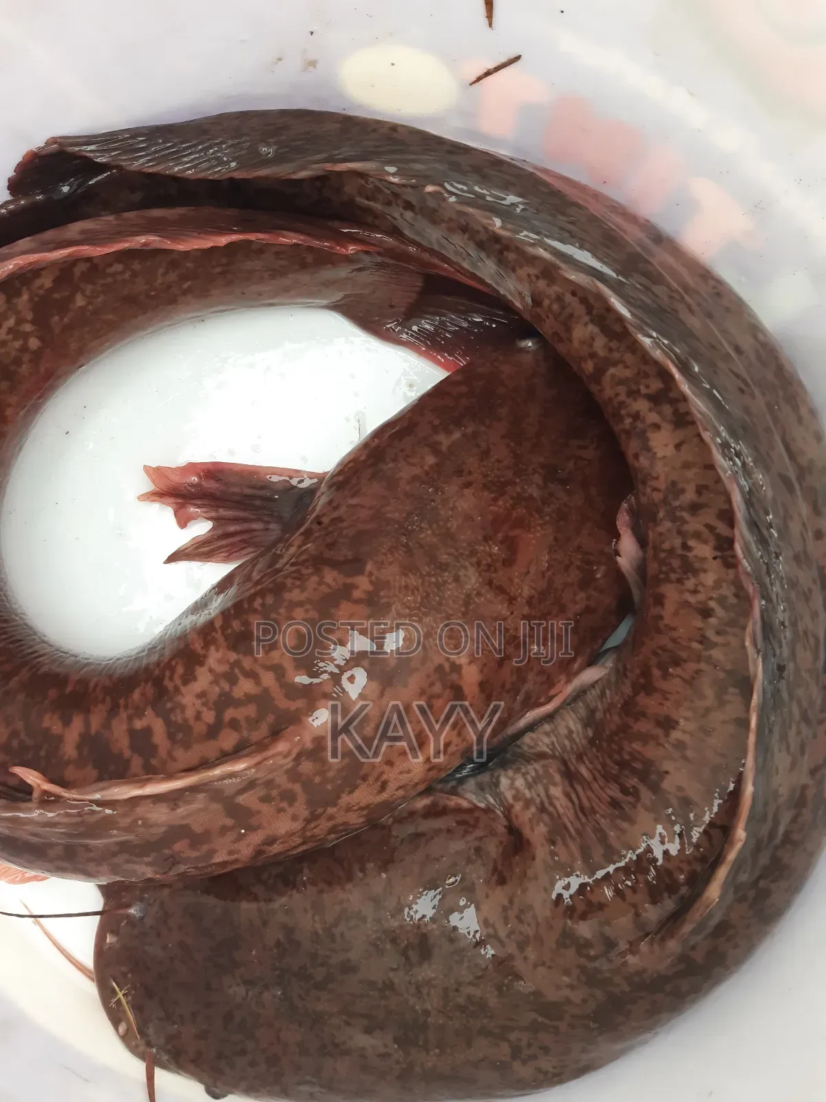 Fresh/Smoked Catfish