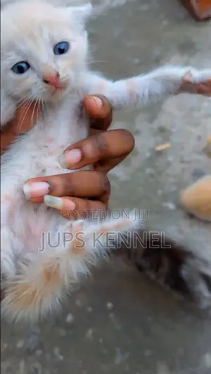 1-3 months Female Purebred Mongrel (No Breed)