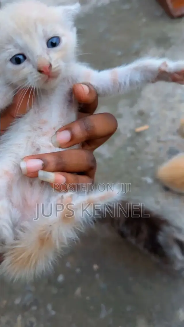 1-3 months Female Purebred Mongrel (No Breed)