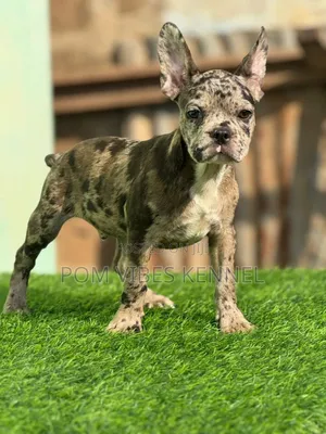 1-3 months Male Purebred French Bulldog