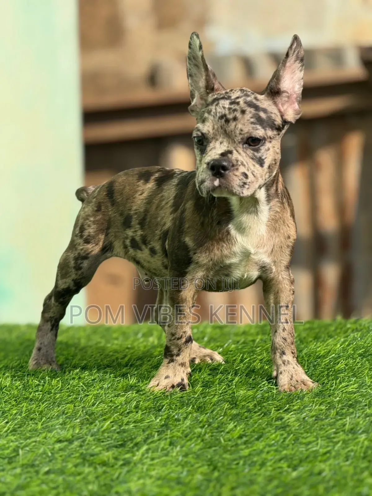 1-3 months Male Purebred French Bulldog