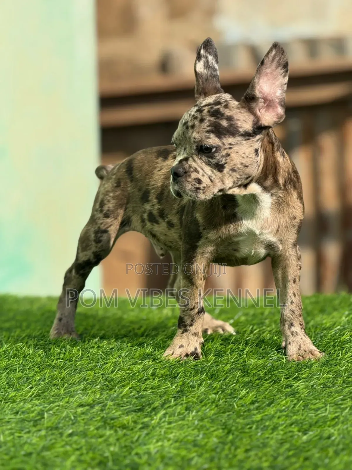 1-3 months Male Purebred French Bulldog