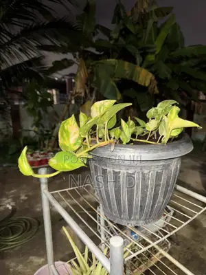 Pothos Plant (Money Plant) and Pot for Sale