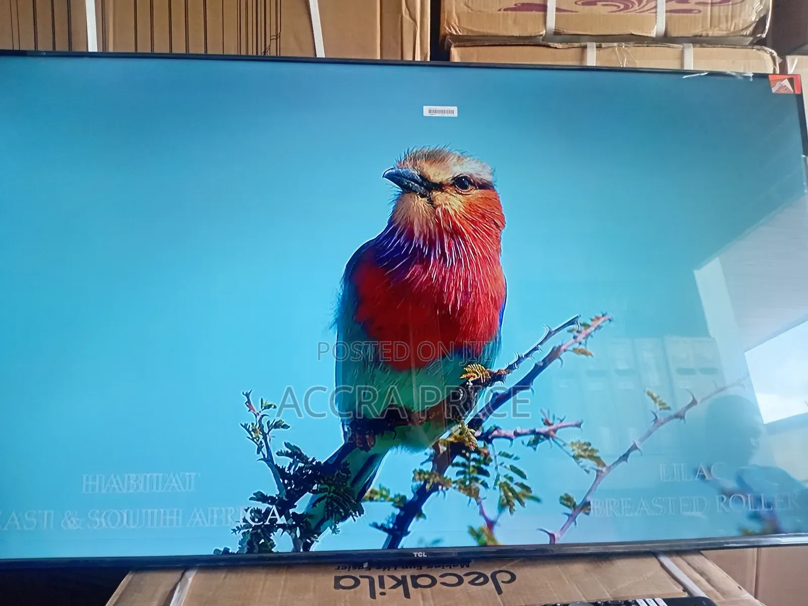 Morning Dew With TCL 55