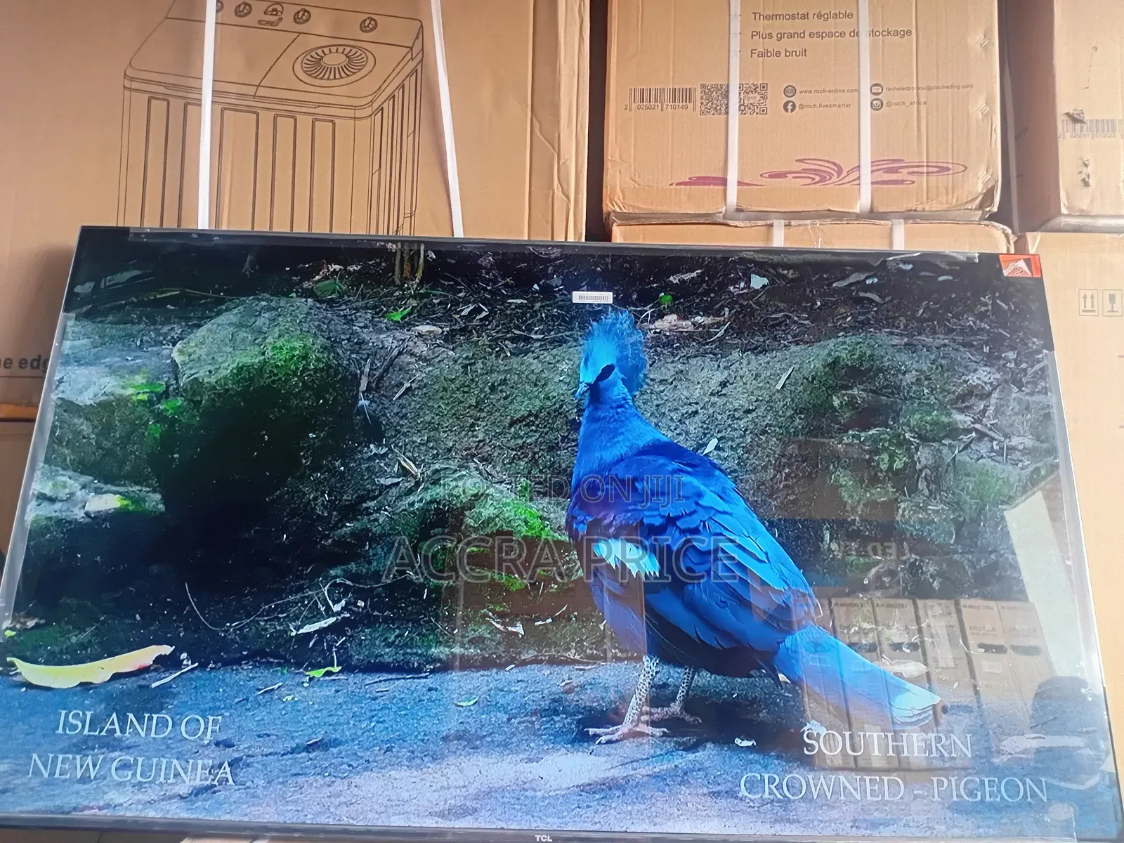 Lift the Dullness With Tcl55