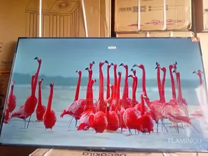 Lift the Dullness With Tcl55