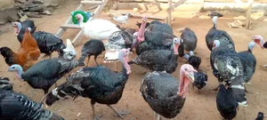 Hybrid Male Turkeys for Sale