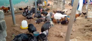 Hybrid Male Turkeys for Sale